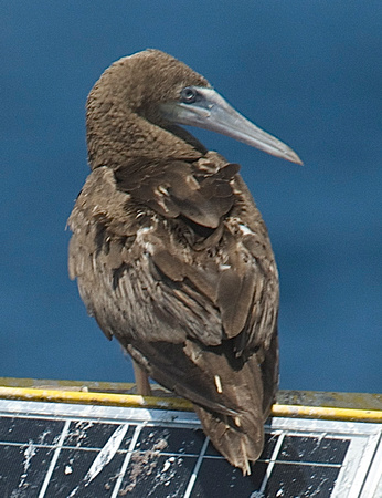 brown booby (Sula leucogaster)