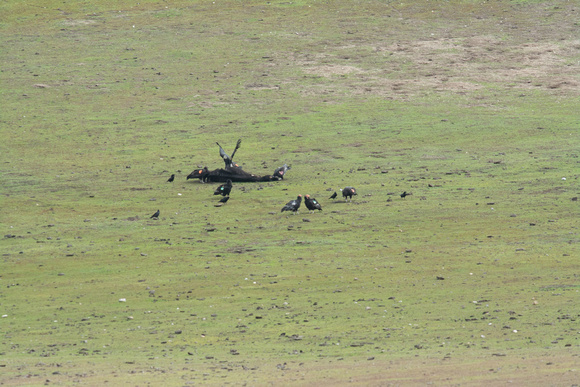 the dead cow scene at 420mm