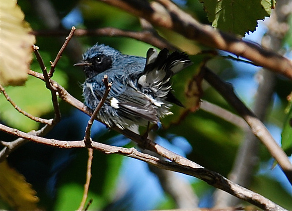 Black-throated Blue Warbler- apres bath