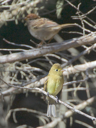 Pacific Slope Flycatcher and Chipping Sparrow