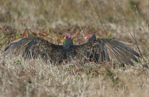 Turkey vultures at preyer