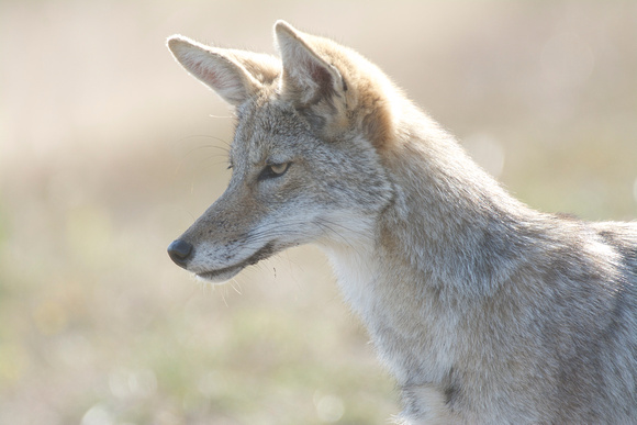 Coyote yearling