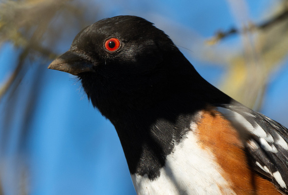 Red-eyed Towhee