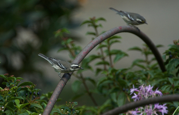 Black throated Gray Warblers