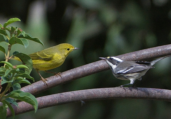 Yellow and Black throated Gray Warblers