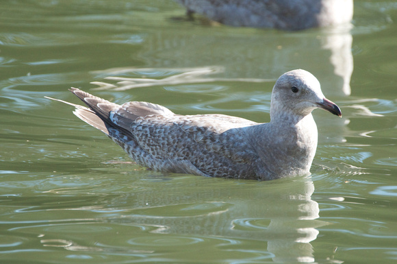 Second-cycle Thayer's Gull