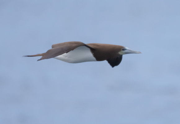 Brown Booby 1