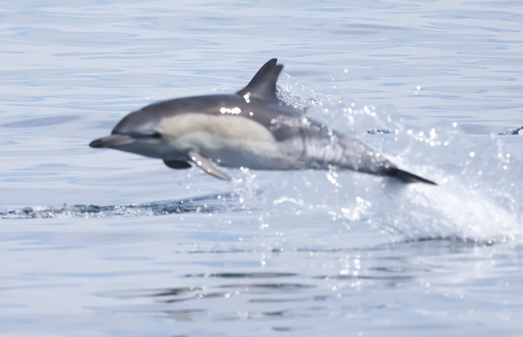 notch0-Common Dolphin