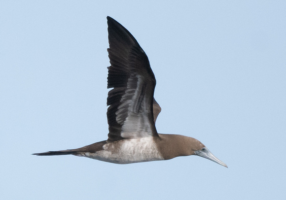 Brown Booby 3 - immature