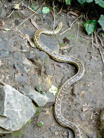 3.5Ft. Gopher Snake {Pituophis melanoleucus)