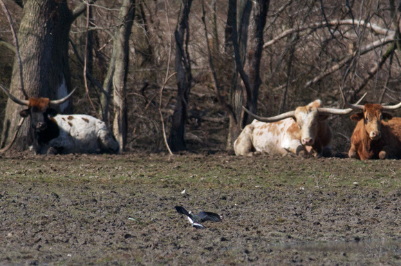 Longhorns and lapwing