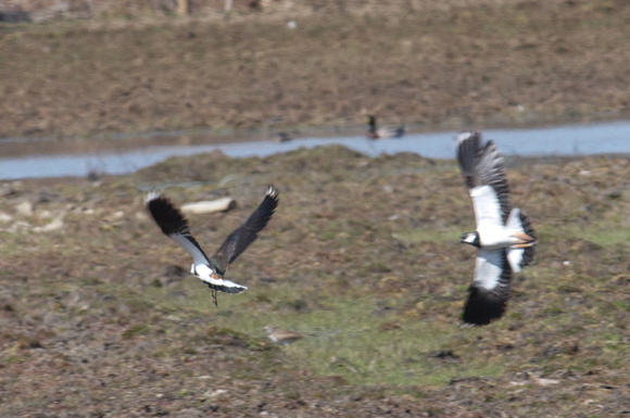 Northern Lapwings in courtship flight
