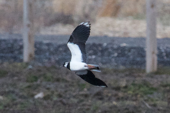 Northern Lapwing in flight