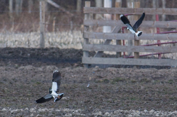 Northern Lapwings courtship?