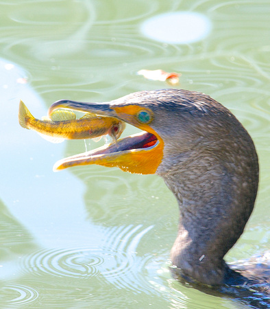 Double-crested Cormorant w/ Yellowfin Goby