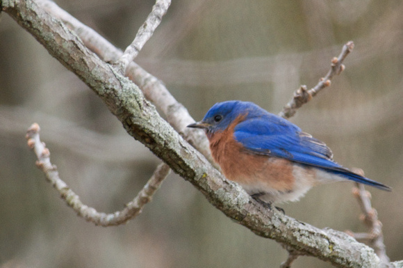 Eastern Bluebird- male