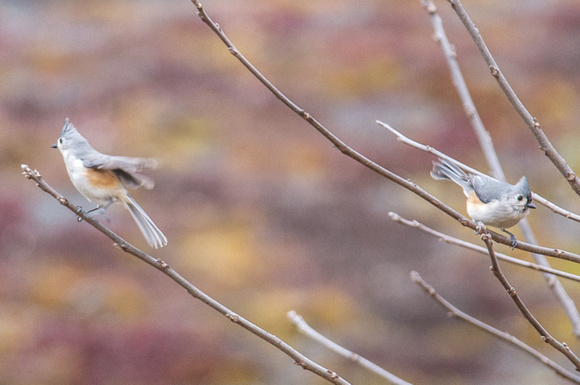 courting Tufted Titmice