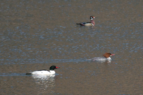 Wood duck and Common Mergansers