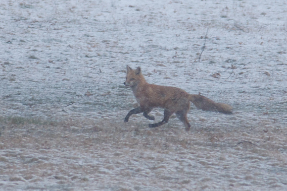 Red Fox in snow