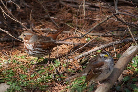 Fox and White-throated sparrows