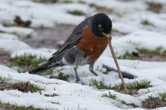 Robin pulling up worm