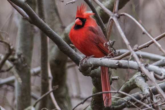Cockateil cardinal