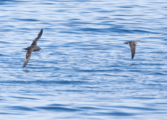 Sooty and  Black-vented Shearwaters