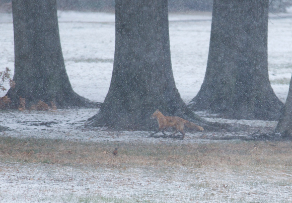 Red Fox and oaks in snow