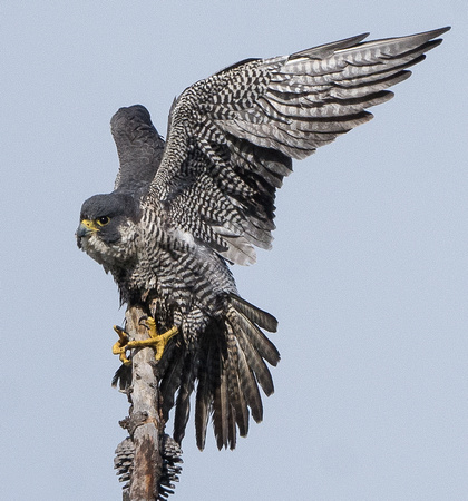 Peregrine Falcon preening