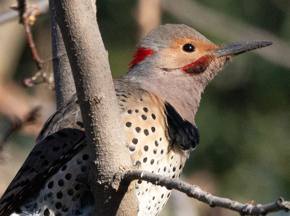 Hybrid Flicker with red and black molar stripe