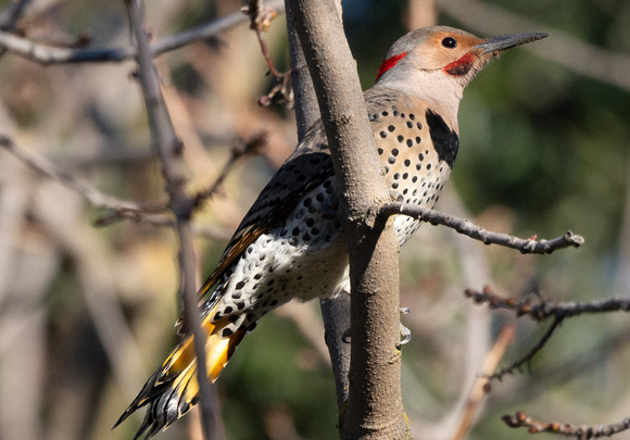 Hybrid Red-Yellow-shafted Flicker