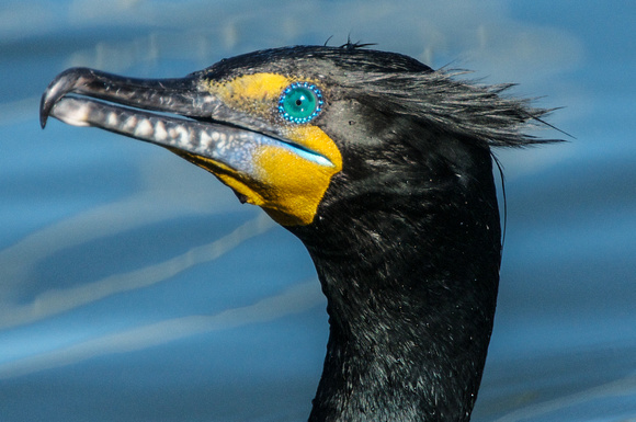 Double-crested Cormorant portrait
