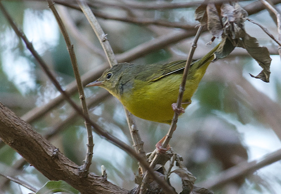 Mourning Warbler- immature HY male