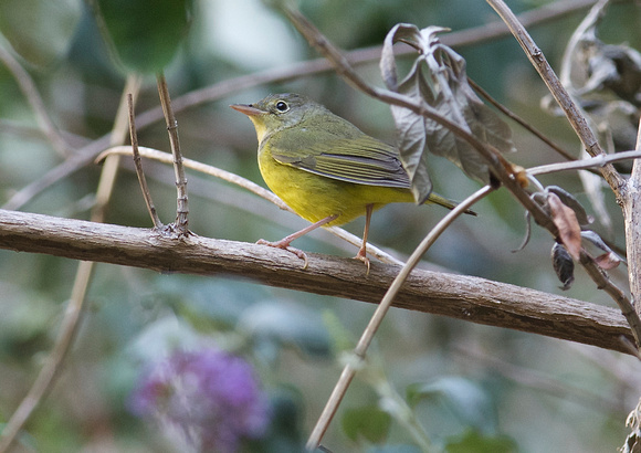 Mourning Warbler - immature