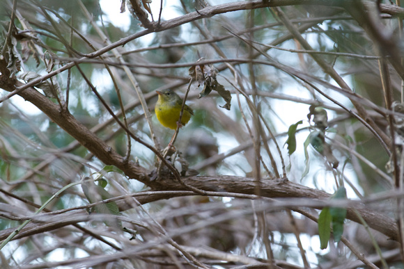 Mourning Warbler- immature
