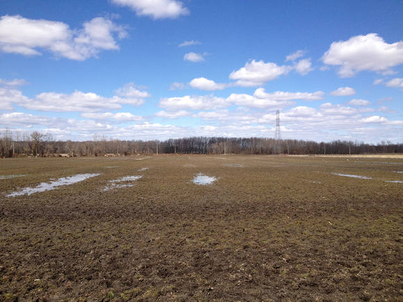 Lapwing field in New Jersey