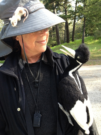 Hilary Powers and Ivory-billed Woodpecker - imm.