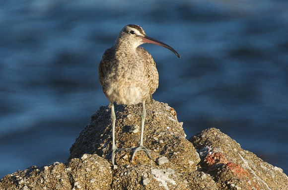 Whimbrel on the Rocks