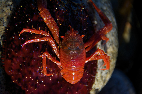 Pelagic Red Crab