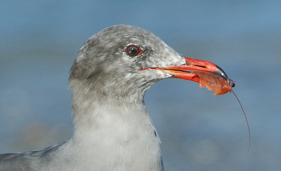 Juvenile Heermann's Gull eats red crab