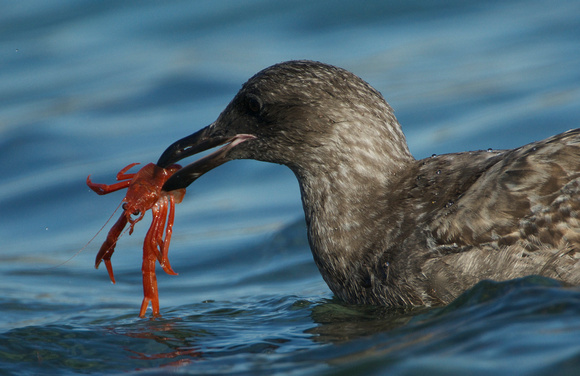 Western Gull eating pelagic red crab