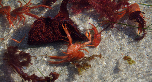 pelagic red crab