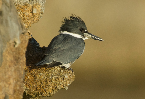 Kingfisher- male