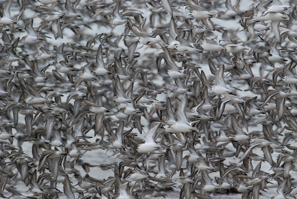 blizzard of shorebirds-alameda beach,ca @1/3200 sec.