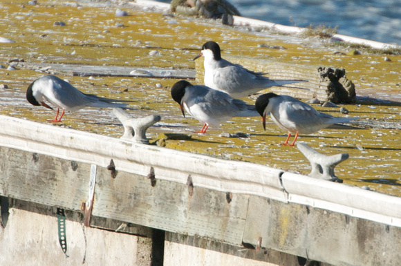 3 Common Terns w/ 1 Forester's Tern