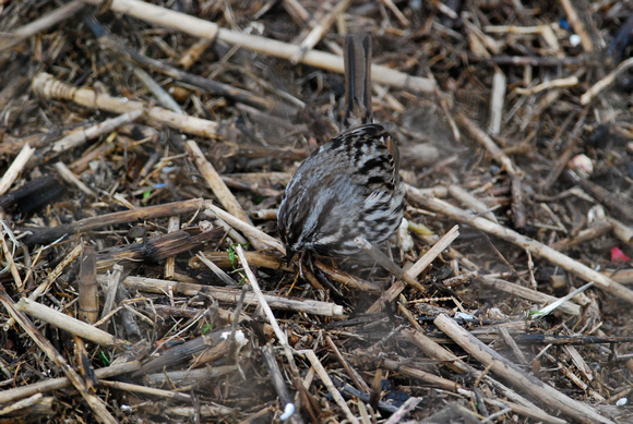 Salt marsh song sparrow