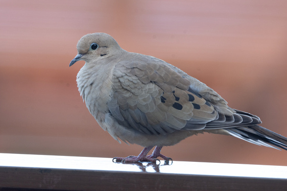 mourning dove on back porch