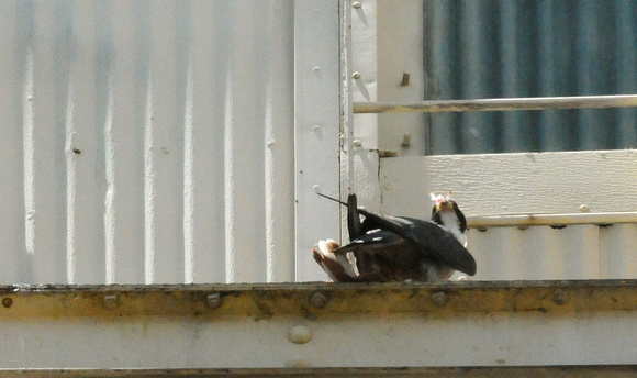 Female plucking first kill- a brown pigeon?