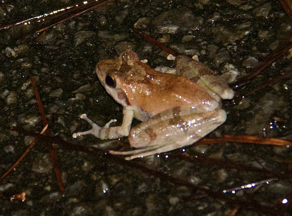 Ryukyu tip-nosed frog (Odorrana marina)