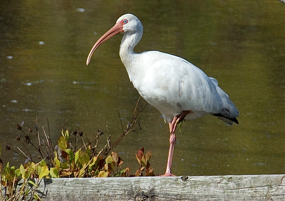 White Ibis - adult